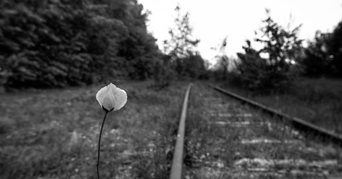 線路脇に咲いた一輪の花
